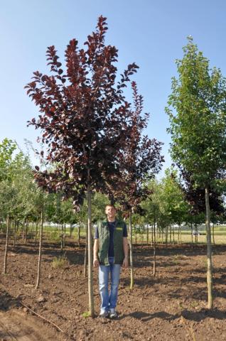 Prunus virginiana 'Schubert' Prunus virginiana 'Schubert'